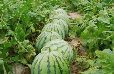 热门大瓜子 网红大瓜排行,揭秘网络红人的瓜界风云